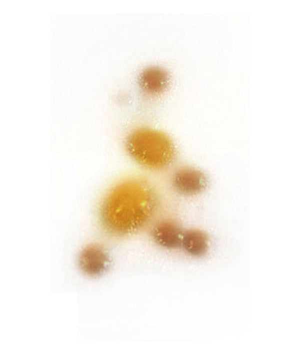 Infectious Disease (Large)