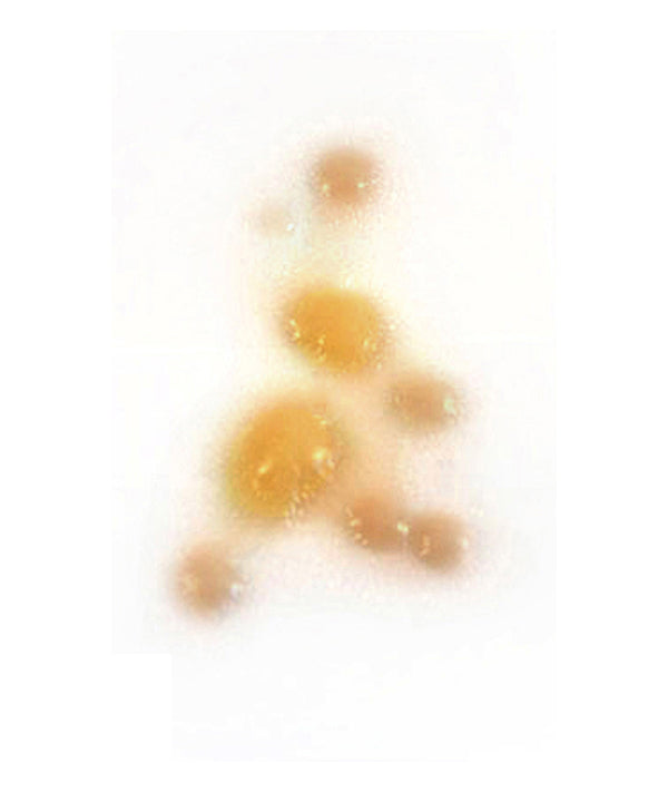 Infectious Disease (Large)