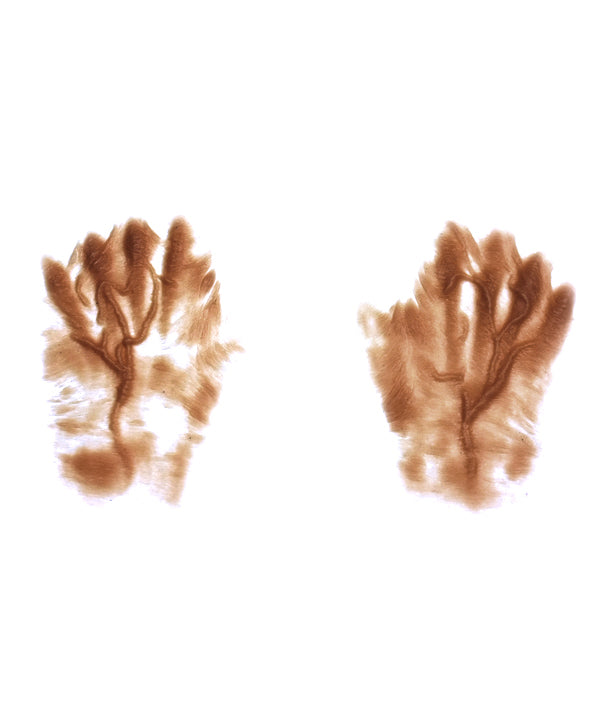 Female Old Age Back of the Hands 1