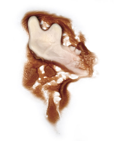 Zombie Jaw Bone Right