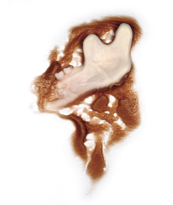 Zombie Jaw Bone Left