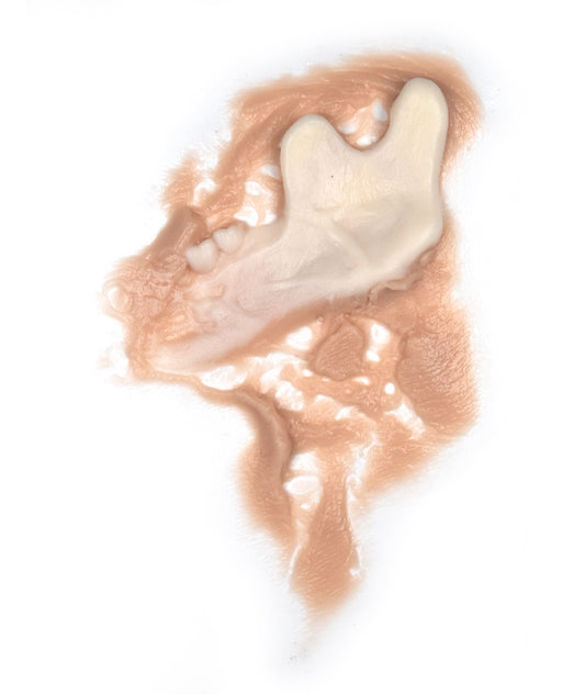 Zombie Jaw Bone Left